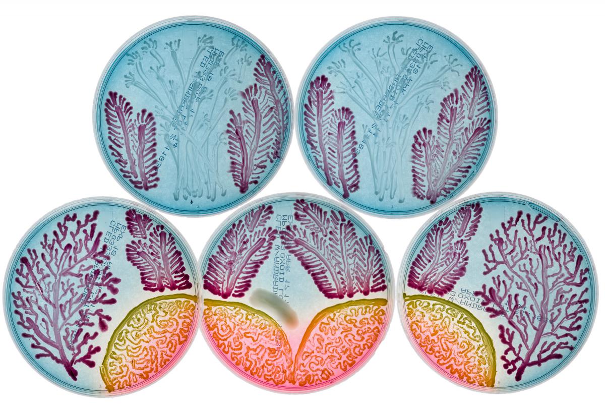 Bio-Art: Living Organisms as an Artistic Medium
