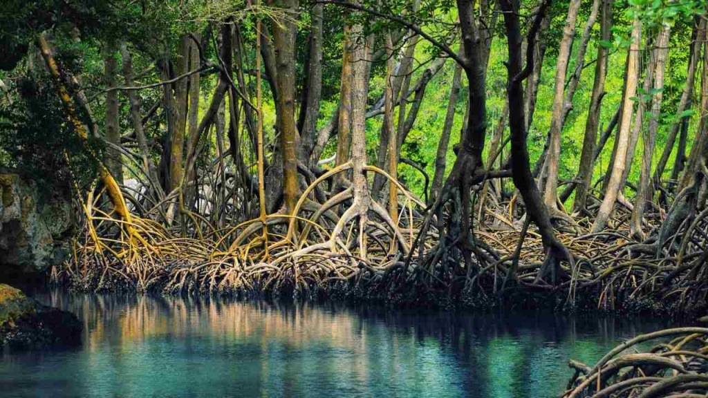 Mangrove Art: Visualizing the Ecosystem of the Sundarbans